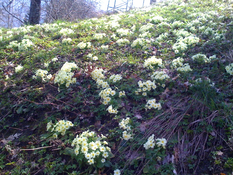 Ed è già primavera