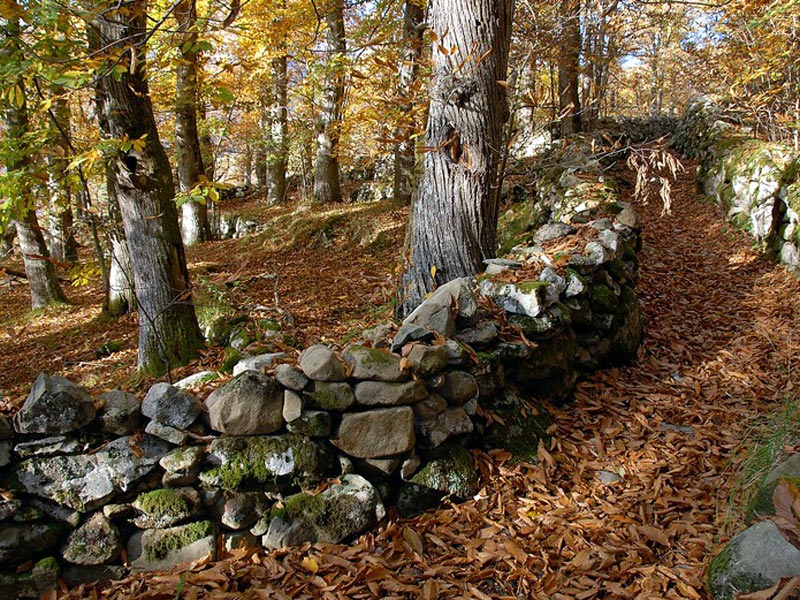 Sassalbo: castagneto Via dei Lombardi