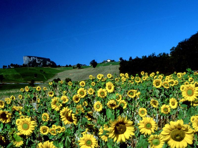 girasoli a Bismantova