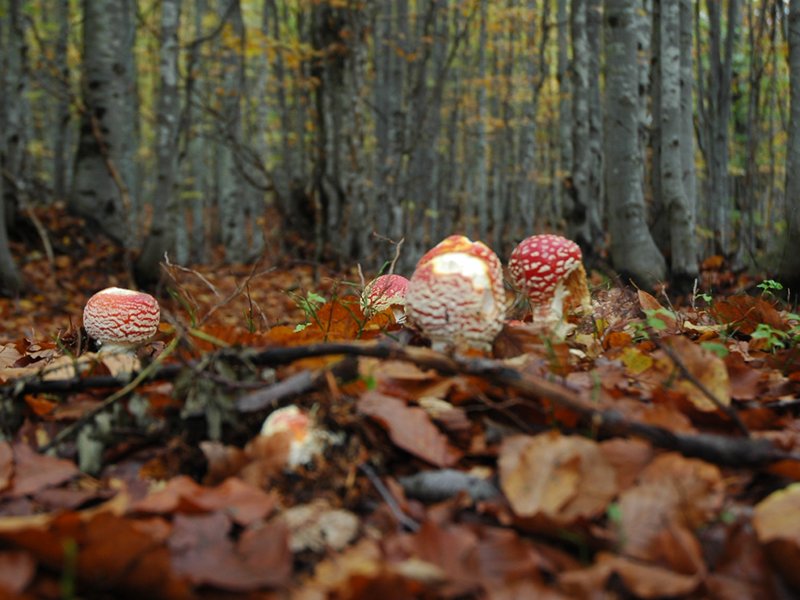 Foresta di muscarie