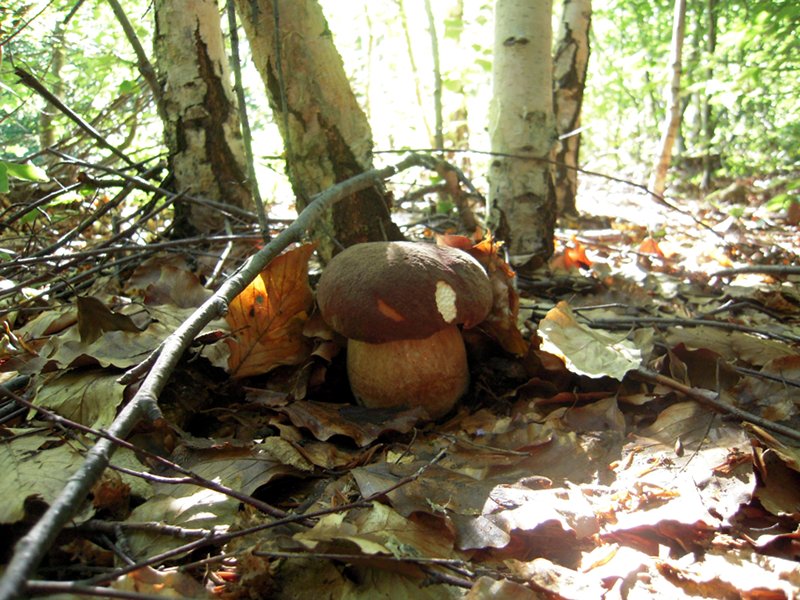 Boletus rosicchiatus