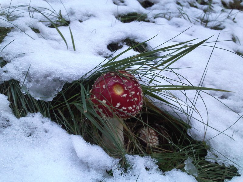 Amanita nella neve