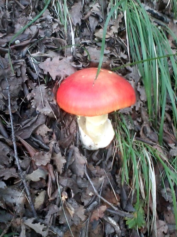 Ovuli funzu russo amanita cesarea