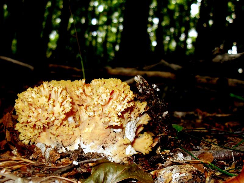 Ramaria aurea