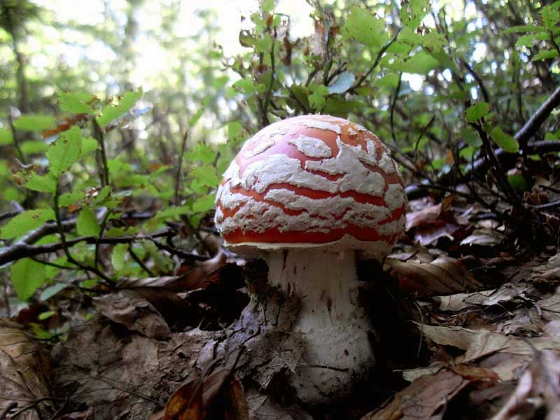 Amanita muscaria