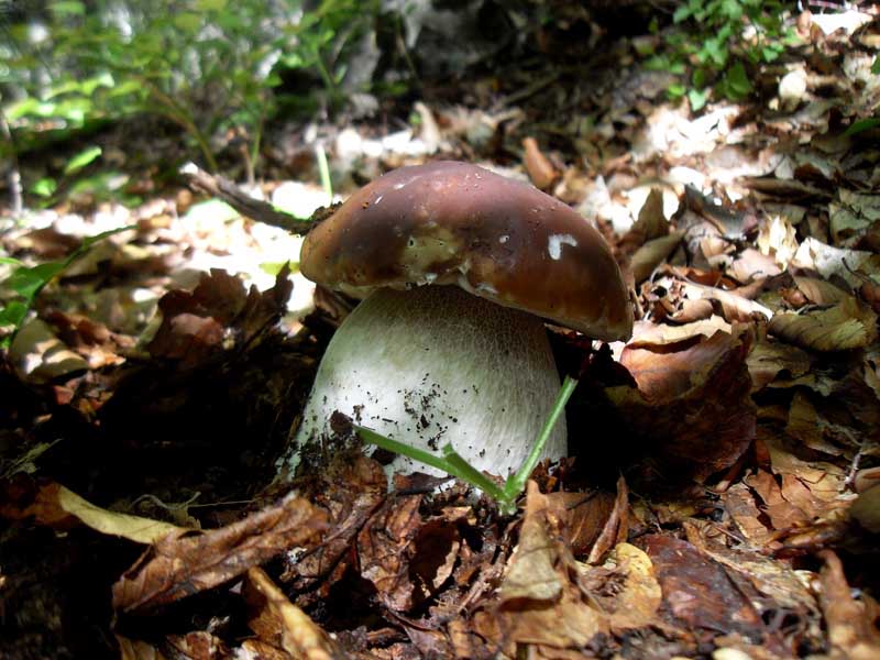 Boletus edulis