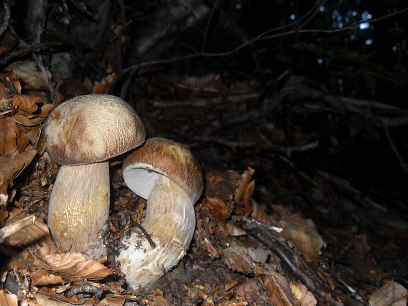 Boletus estivalis