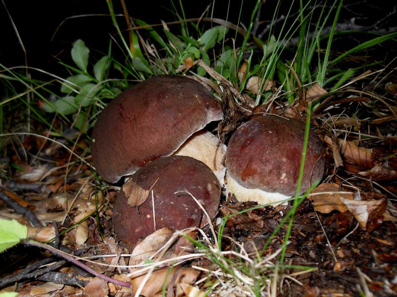 Boletus estivalis