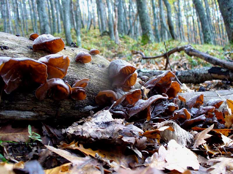 Auricularia auricula-judae