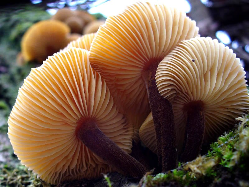 Flammulina velutipes