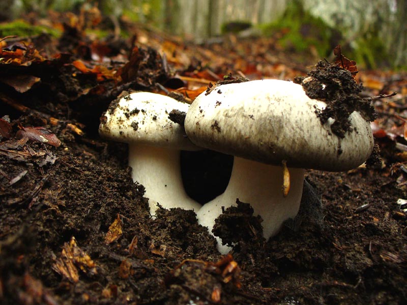 Hygrophorus marzuolus