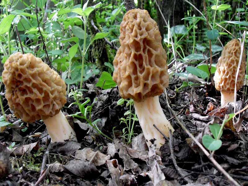 Morchella esculenta