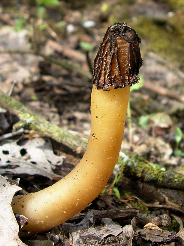 Morchella semilibera