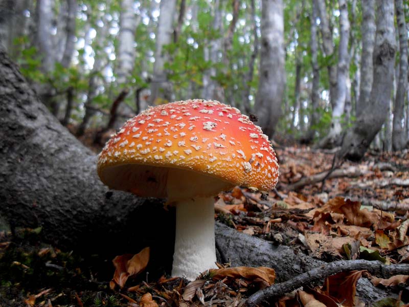 Amanita muscaria