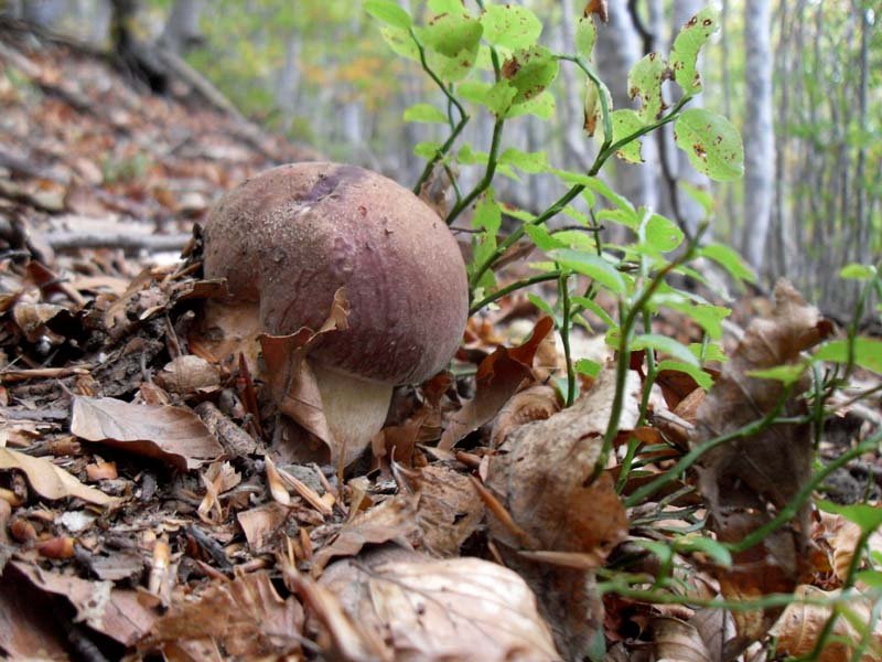 Boletus phinophyllus