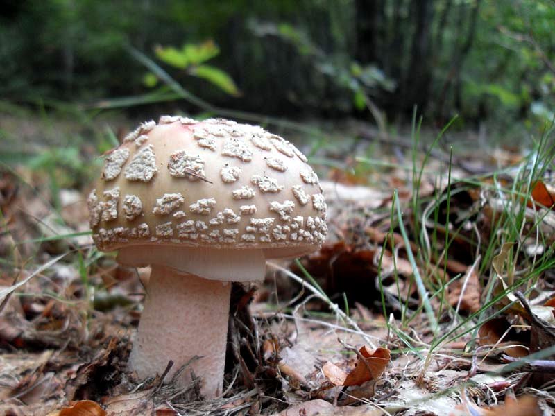 Amanita rubenscens