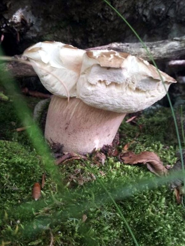 Boletus Aestevalis