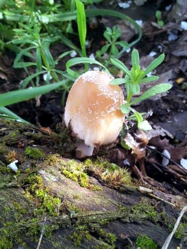 Coprinus Auricomus Micaceus