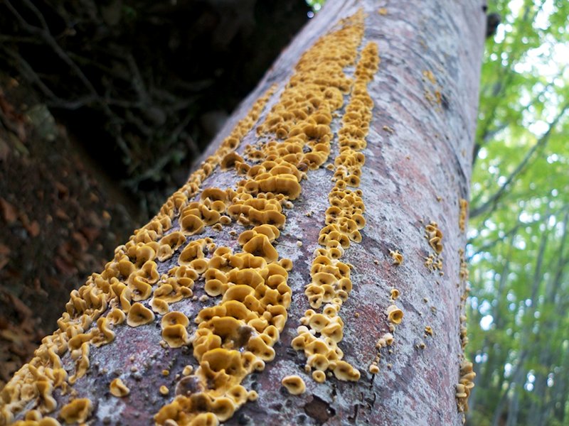 Nel bosco di Mosceta