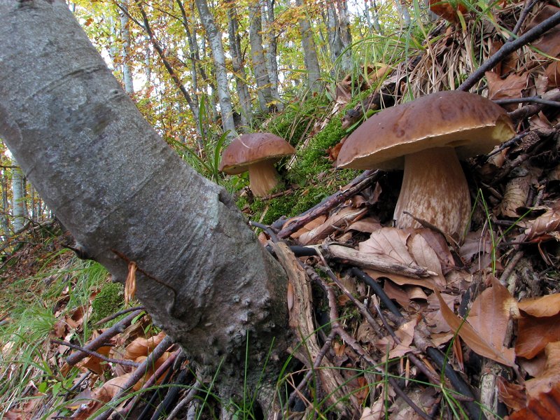 Onora il Bosco