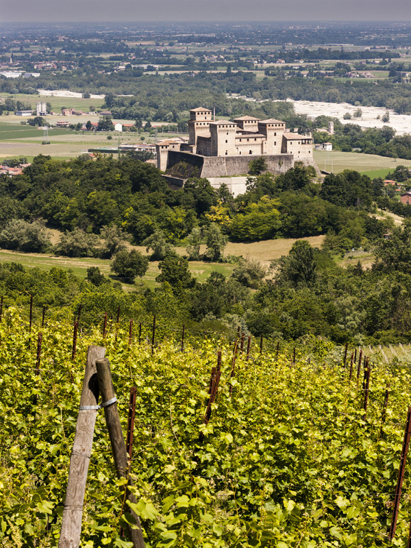 14.Vigneti Torrechiara (Concari-Cattabiani)