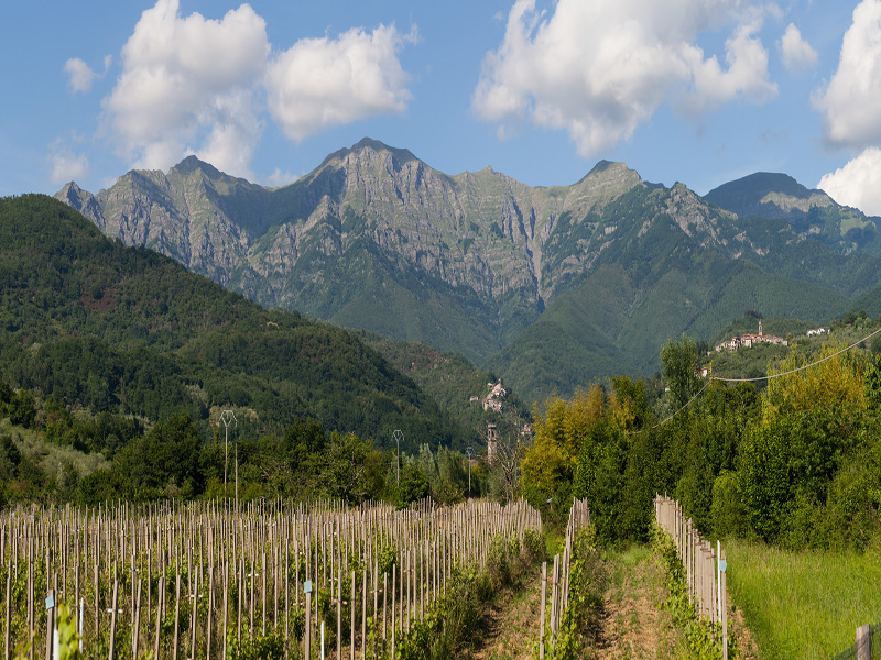 15.Filari uva Lunigiana Marmagna Rocca Sigillina Posponte (C