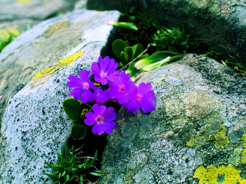 Primula appennina