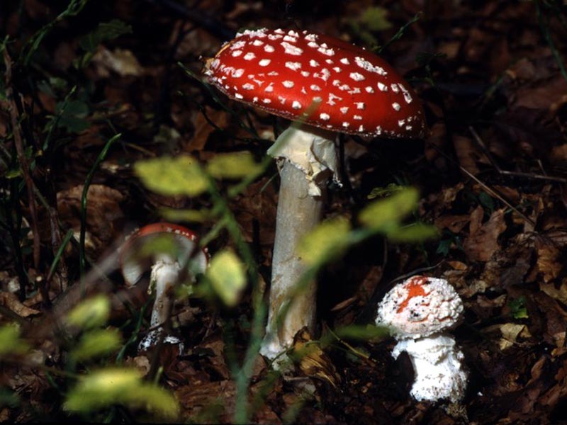 Amanita muscaria