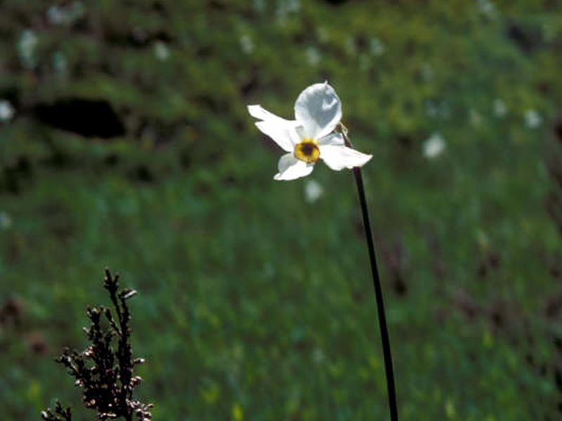 Narciso alle Pratine