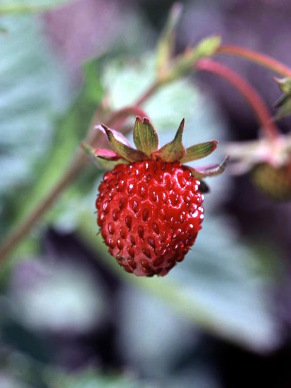 Fragola di bosco