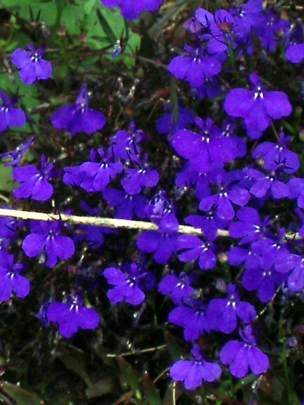 Lobelia erinus